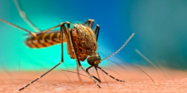 Malaria